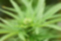 201230_Byron_Bud_00038.jpg