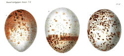 Ilustración huevos