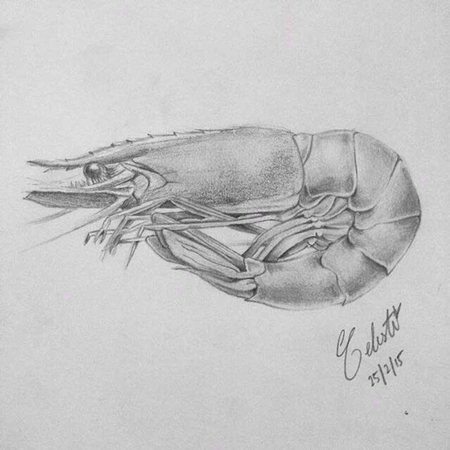 prawn (2015)