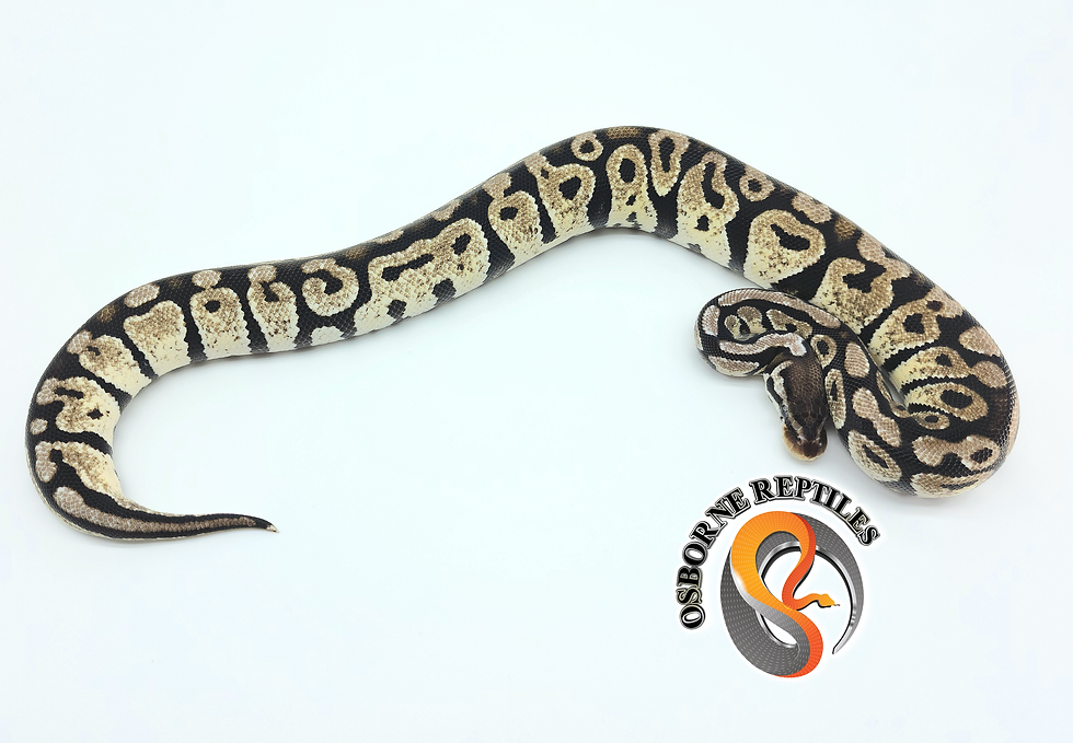 TSK Axanthic Pastel