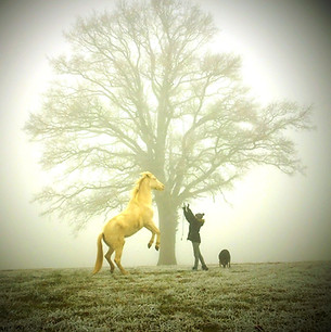 nebbia cavalli 288.JPG