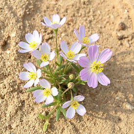 Australian Bush Flowers growing in sand stone.jpg