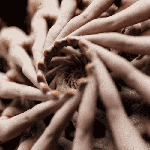 Dance of Life 9