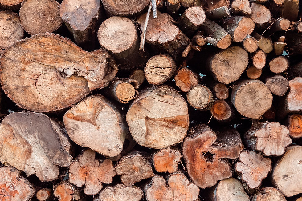 closeup-of-logs-of-trees-in-nature-woodpile-of-cu-2021-10-21-22-41-49-utc.jpg