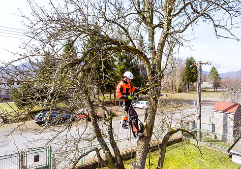 lumberjack-with-saw-and-harness-pruning-a-tree-2021-08-26-12-07-26-utc.jpg