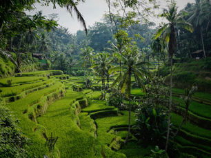 Supporting Families Through Relocation to Bali