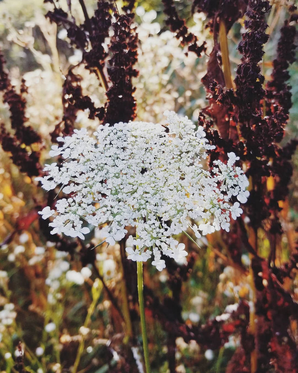 116101934_10222960858633665_1900360443317265351_n