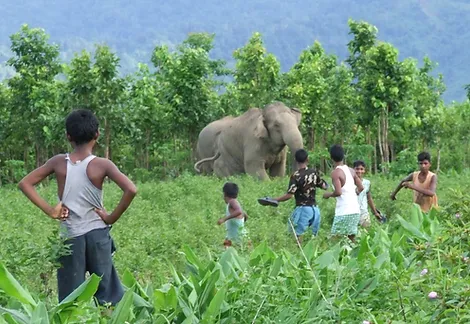 Human-Wildlife Conflict 3 Elephants close to village-Asaam Haathi