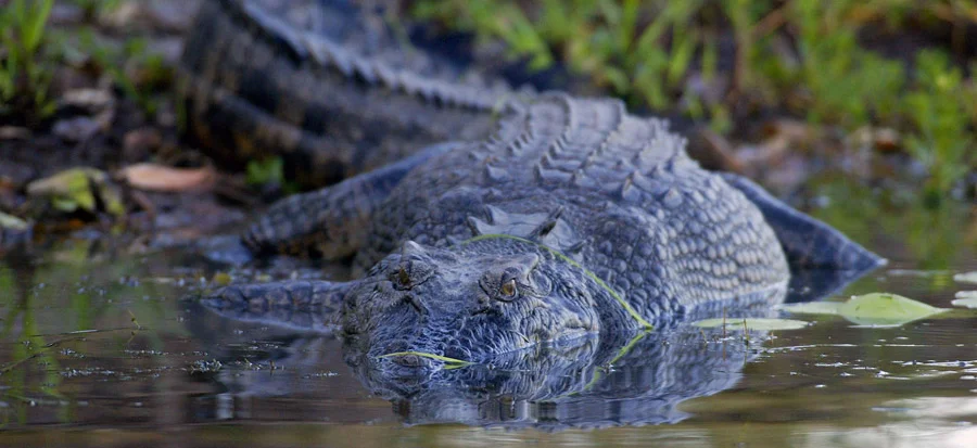 Human-Wildlife Conflict 1 Human-Wildlife Conflict 1