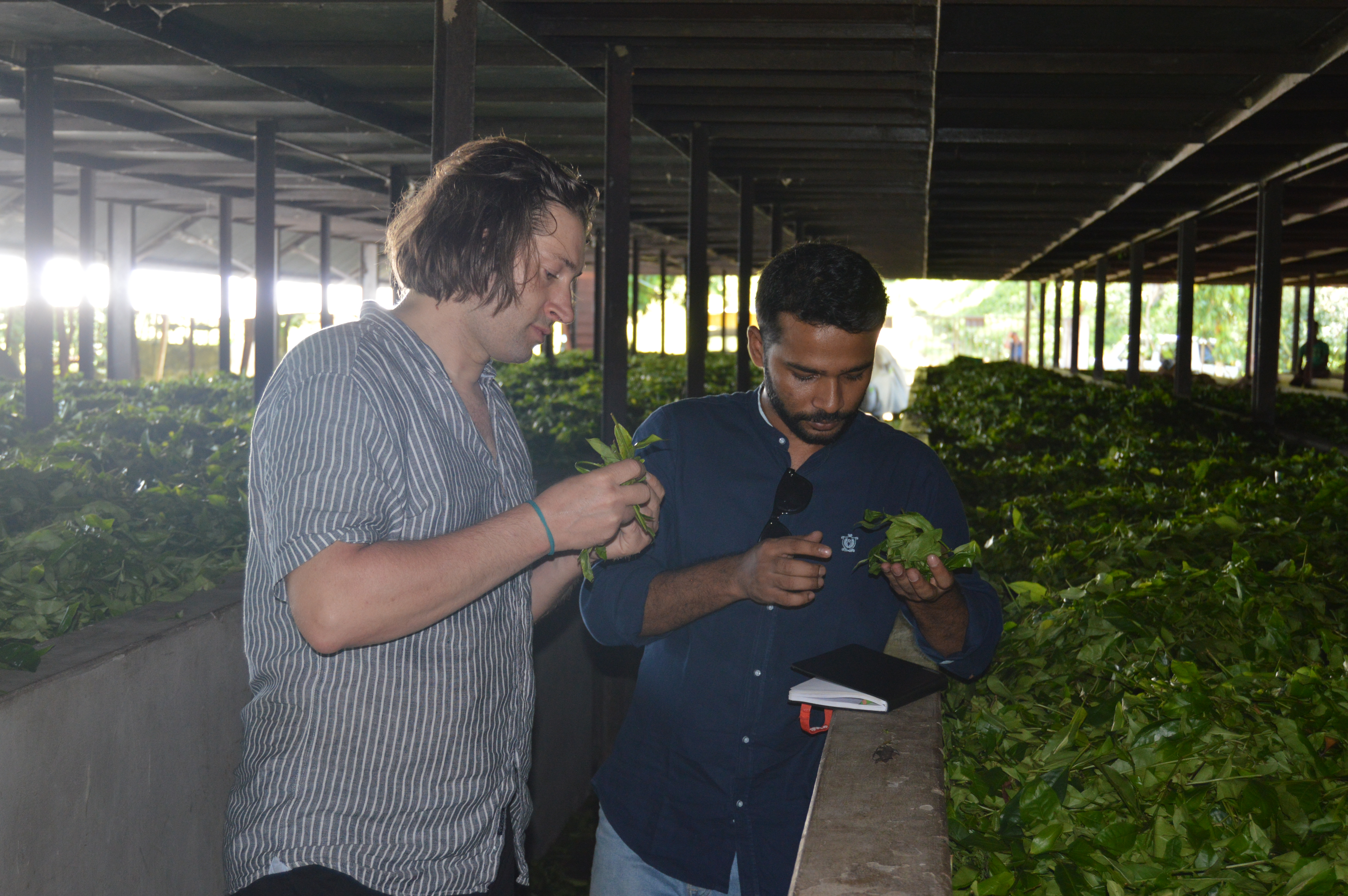 Tea Garden Inspection