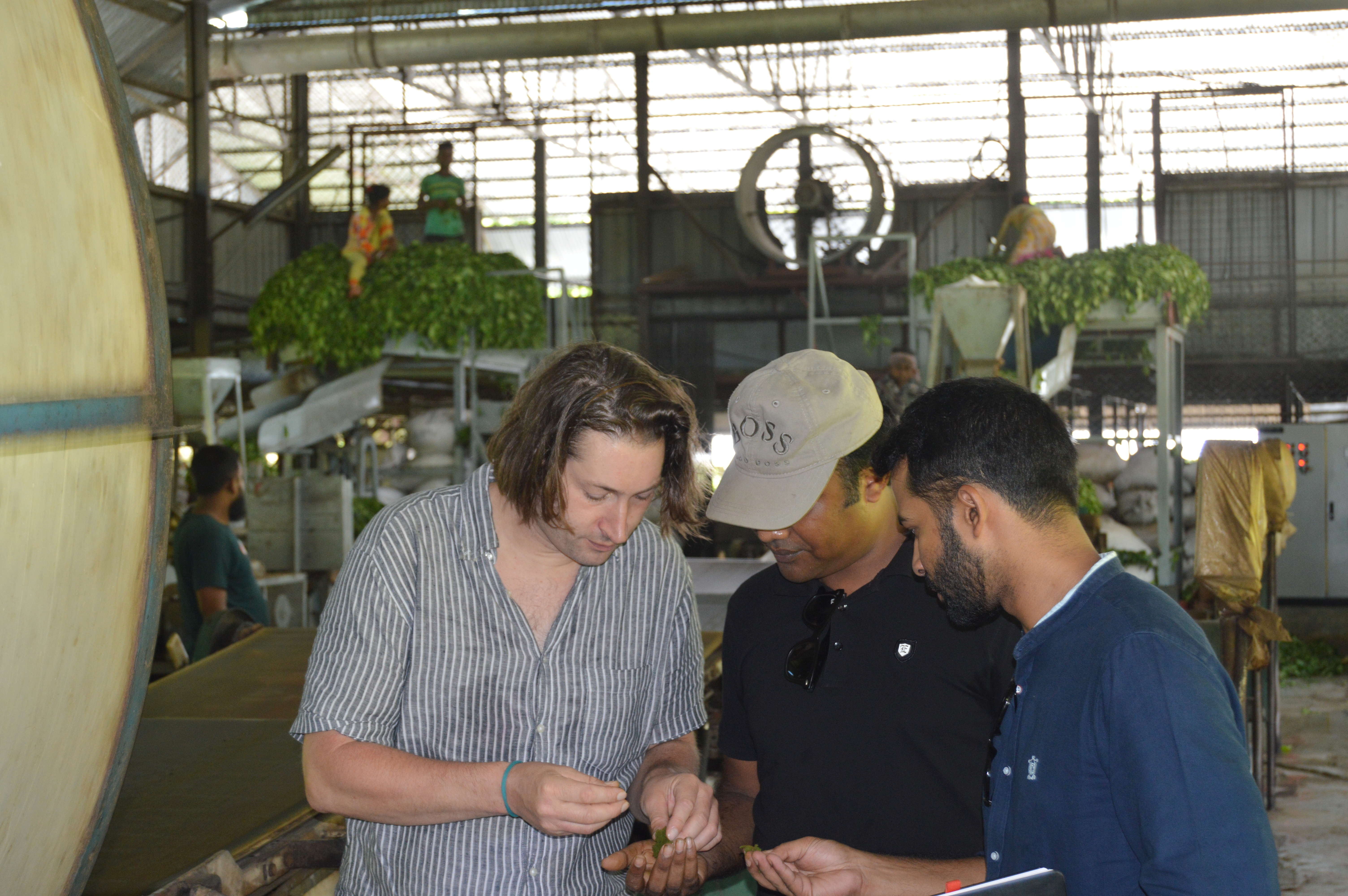 Tea Process Inspection