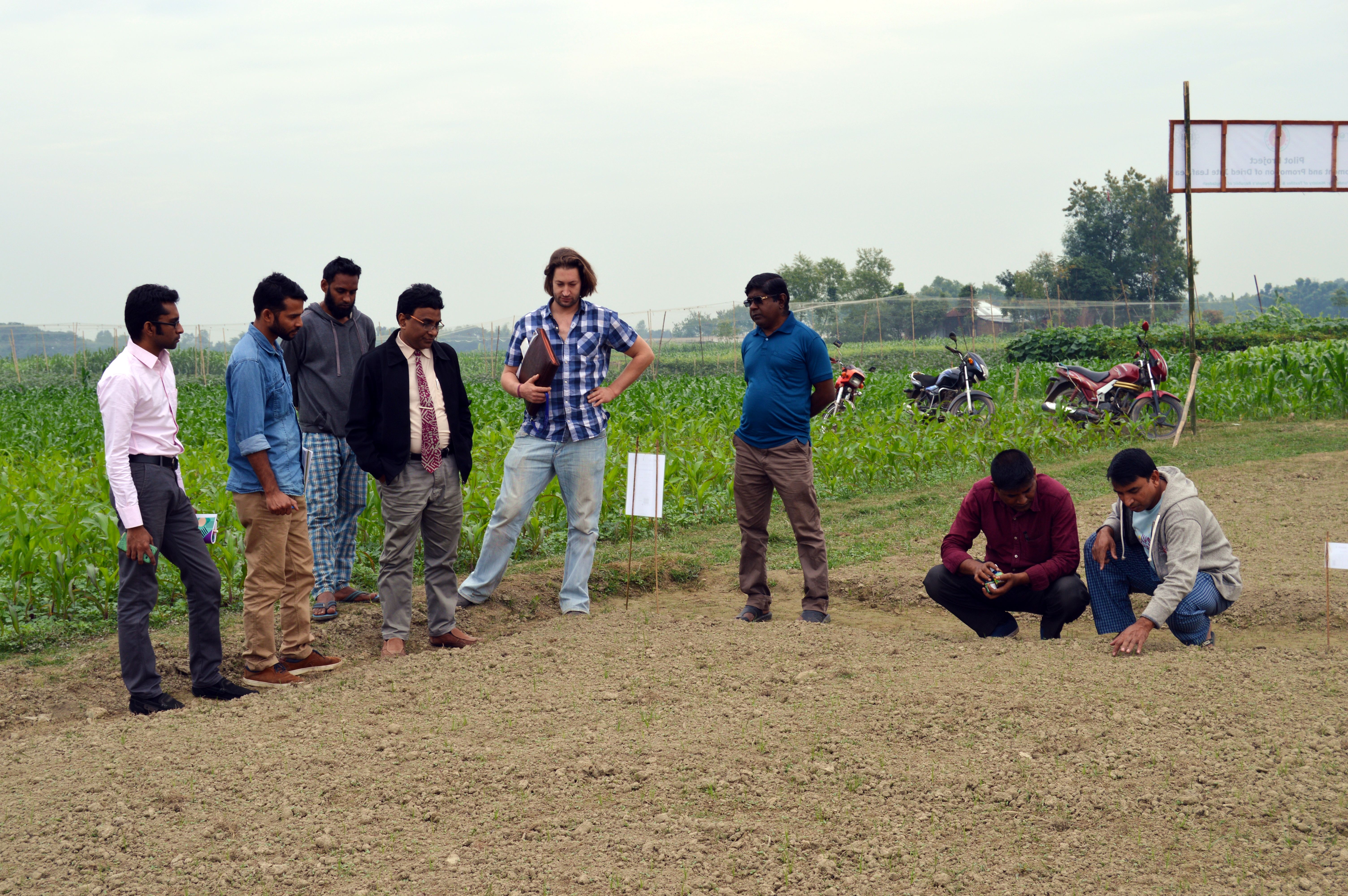 Organic Jute Trial Fields