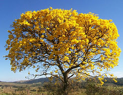 ipe-amarelo-cascudo.jpeg