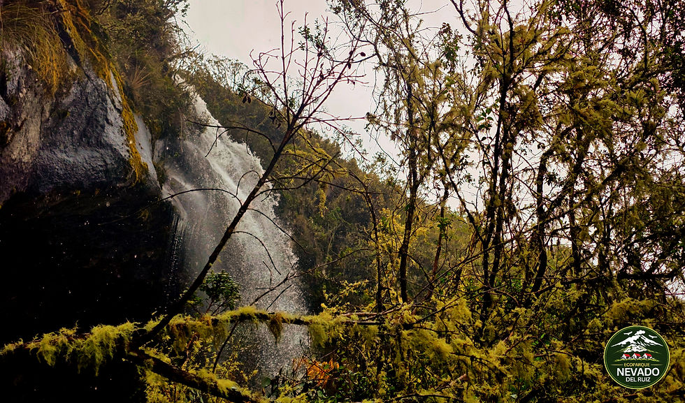 5 Razones para Elegir un Ecohotel y Conectar con la Naturaleza en tus Viajes