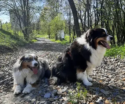 Owczarki australijskie czarny tricolor i blue-merle na kamienistej drodze
