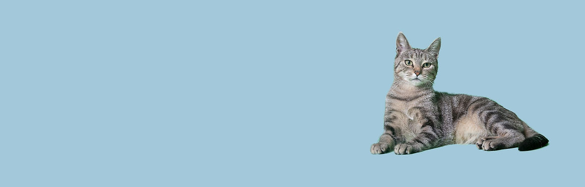 Grey cat lying down