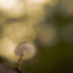 Sortie champignons (8)
