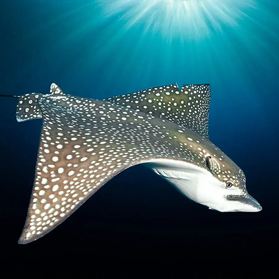 Dive Cabo Eagle Rays.webp