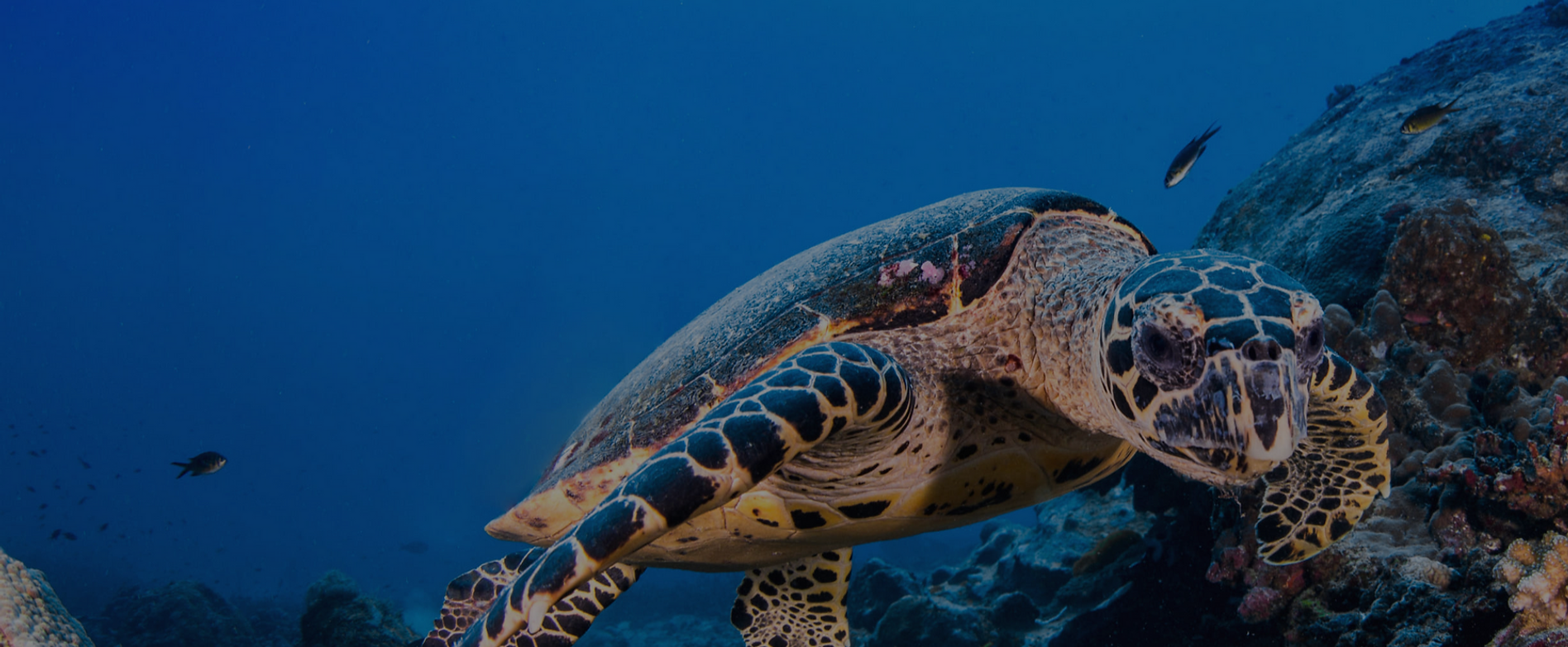 Taucher mit Schildkröte bei Tauchreise im Roten Meer Ägypten Tauchurlaub_edited.png