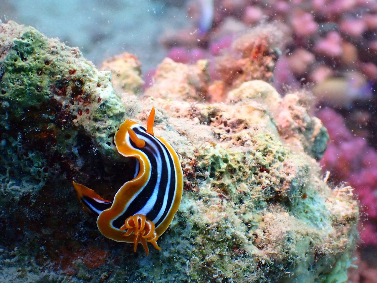 Tauchen in Safaga mit Nacktschnecken am Hausriff von Volkert Dive Center in Safaga