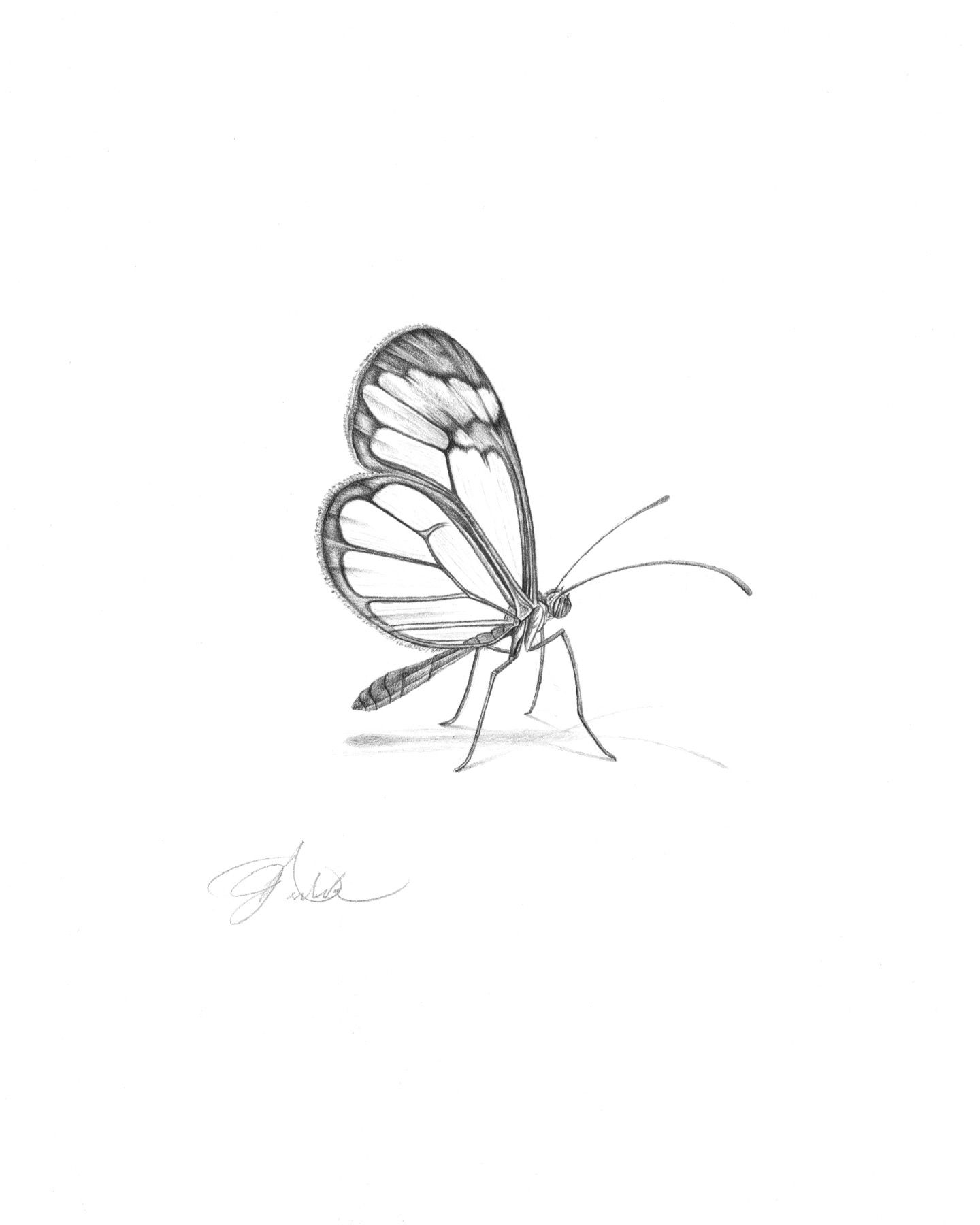 Glasswing Butterfly Drawing "John 3:36"