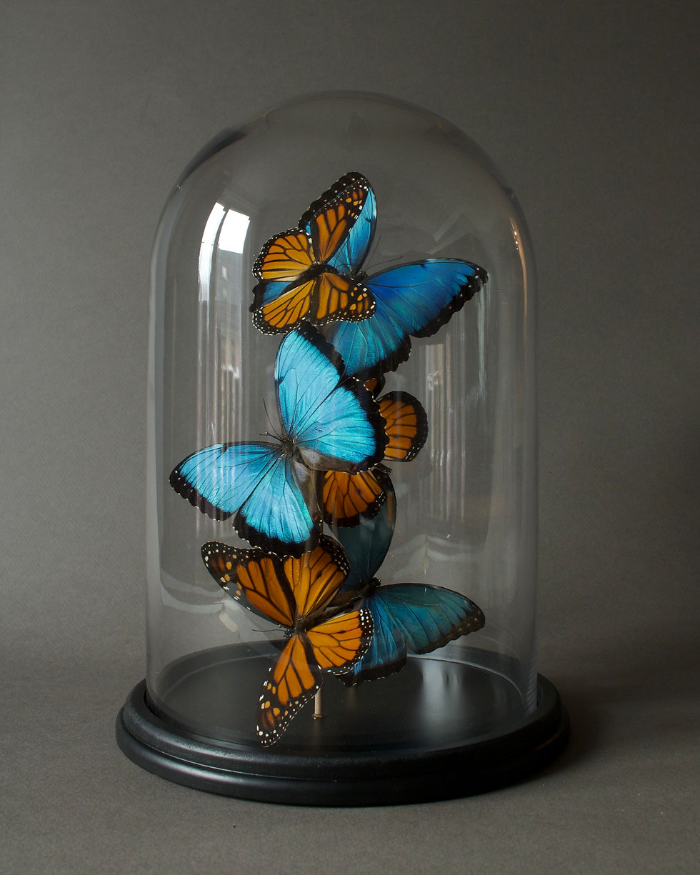 Thumbnail: Morpho peleides x Monarques