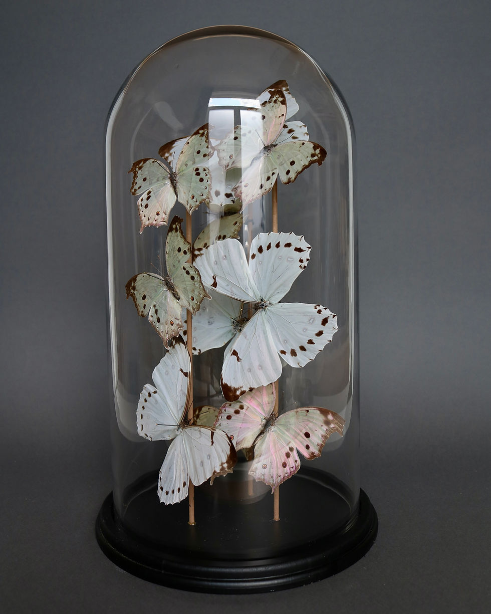 Thumbnail: Morpho luna X Salamis parhassus