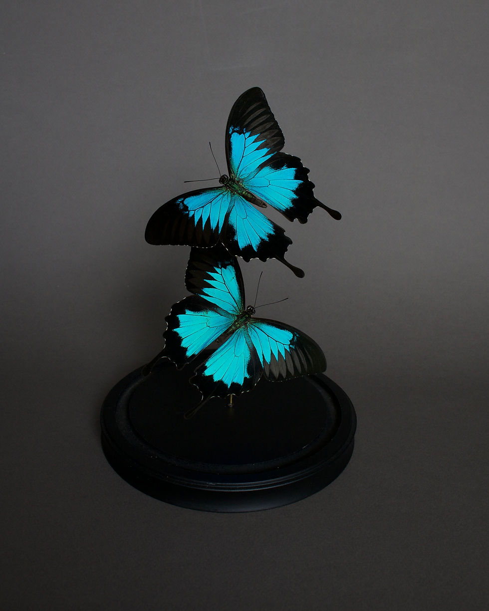 Thumbnail: Papilio ulysses //