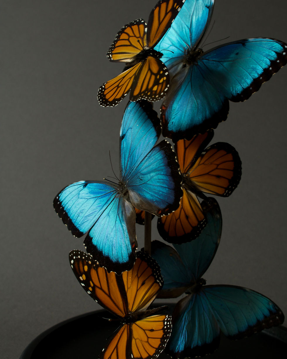 Thumbnail: Morpho peleides x Monarques