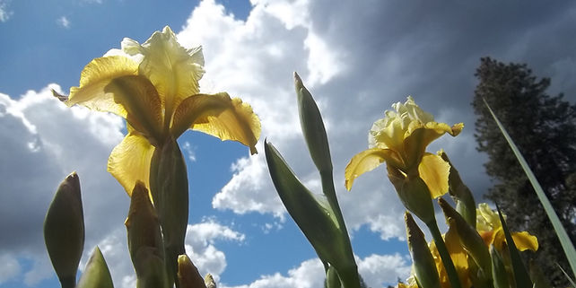 iris_spokane-WEB.jpg