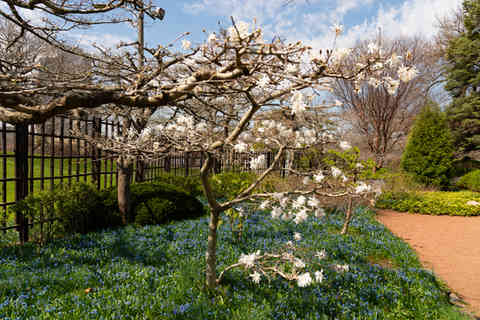 Path and landscape at Osaka Garden on a beautiful Spring afternoon in Chicago, Illinois, USA.