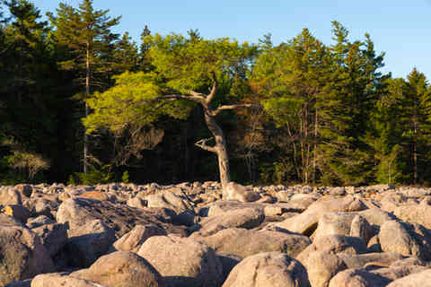 The Hickory Run Boulder Field on a beautiful Spring morning in Lake Harmony, Pennsylvania, USA.
