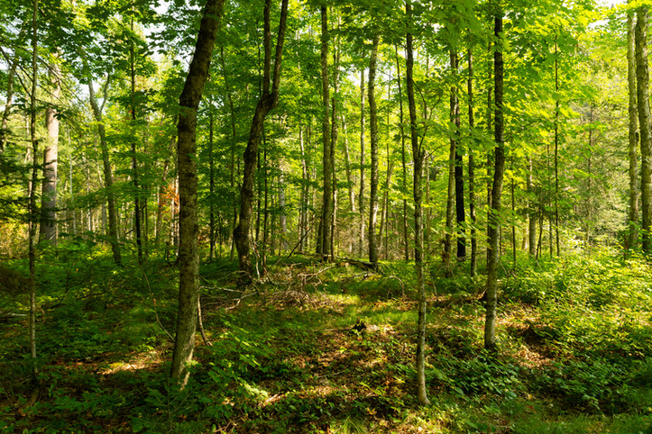 Summer landscape on the Big Falls Hiking Trail at Pattison State Park in Wisconsin, USA.