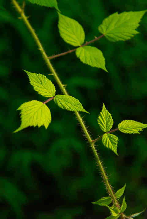 Vibrant green plant vines in the morning light with blurred background.