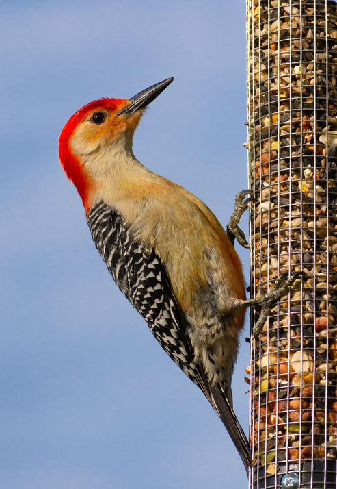 Red-bellied Woodpecker with blue skies behind.
