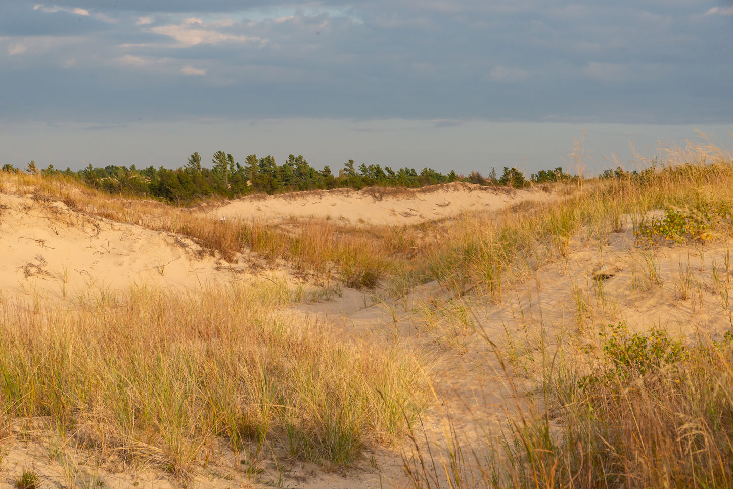 Sand dunes in the afternoon light at Ludington State Park in Ludington, Michigan, USA.
