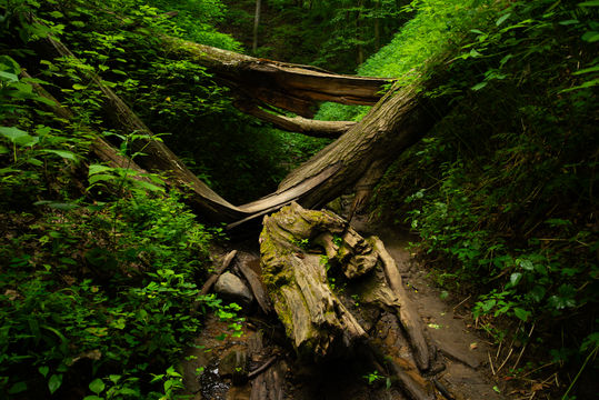 Summer landscape in Frisz Ravine at Shades State Park, Indiana, USA.