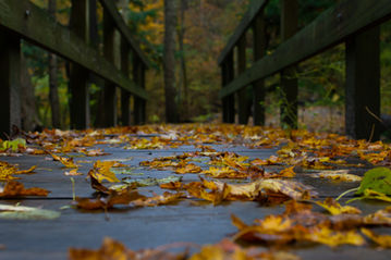 Autumn leaves on wooden walkway after a morning rain.  Starved Rock State Park, Illinois, USA  #StarvedRock #FallColors #Path #Background #Walkway