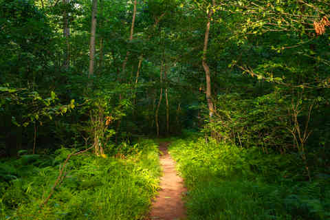 Landscape and hiking trail at French Creek State Park on a summer morning in Elverson, Pennsylvania, USA.