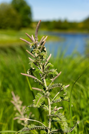 Beautiful Spring blossoms and vibrant green grass by Meadow Lake at The Morton Arboretum in Lisle, Illinois, USA.
