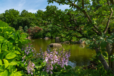 Looking out over the water.  Anderson Japanese gardens, Rockford, Illinois.
#japanese #pond #waterfeature #landscaping #rockford
