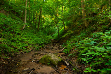 Summer landscape in Kintz Ravine at Shades State Park, Indiana, USA.