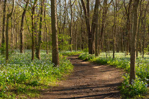 Landscape in Illinois Canyon on a beautiful Spring afternoon at Starved Rock State Park, Illinois, USA.
