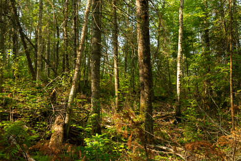 Summer landscape on the Big Falls Hiking Trail at Pattison State Park in Wisconsin, USA.