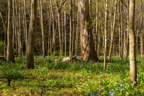 Landscape in Illinois Canyon on a beautiful Spring afternoon at Starved Rock State Park, Illinois, USA.