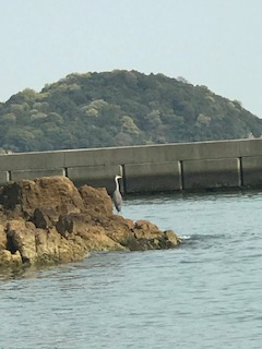 ヒグマ と 老 漁師