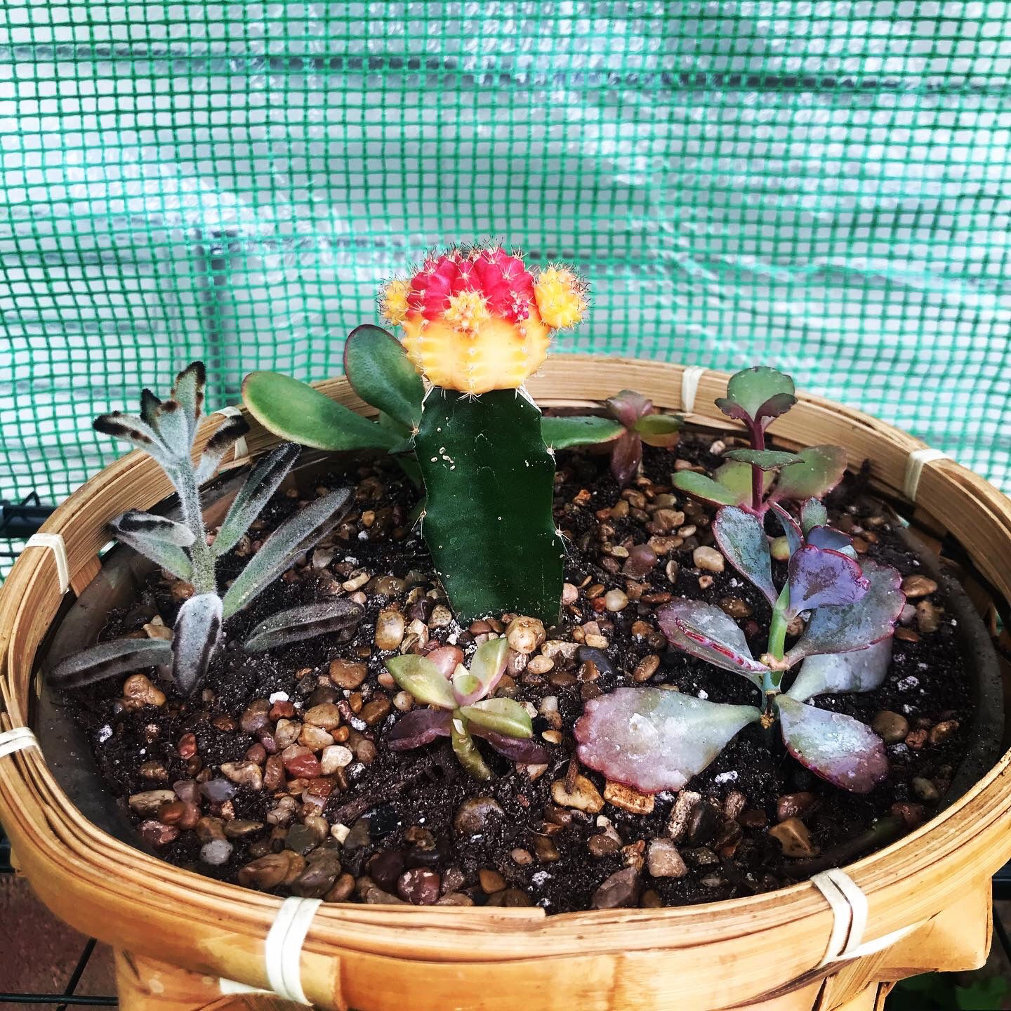 Big succulent pot 