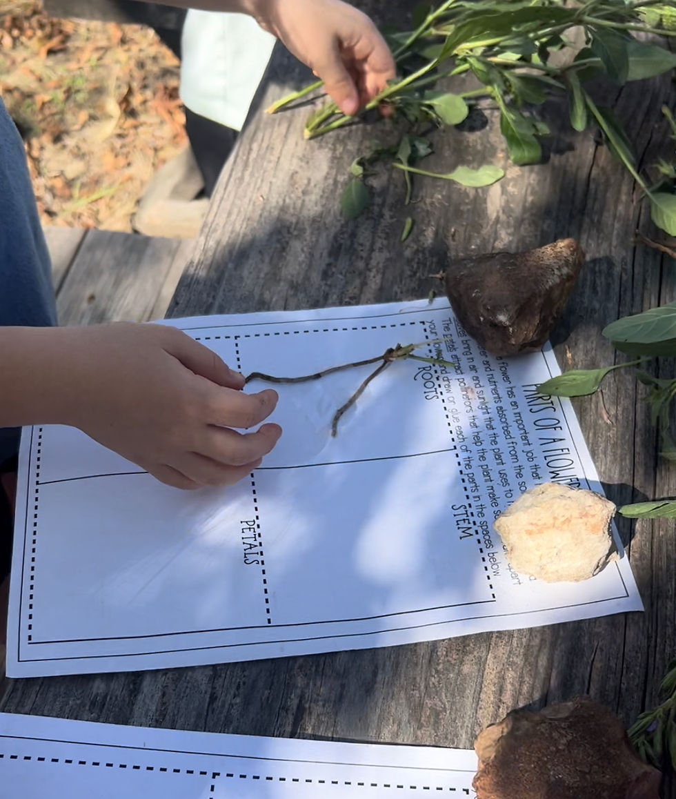 dissect a flower
