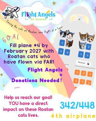 Catplaneforweb1.jpg