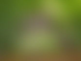 Knock knock! Chikun-who?